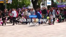 Romania: a Pitești la festa dei tulipani