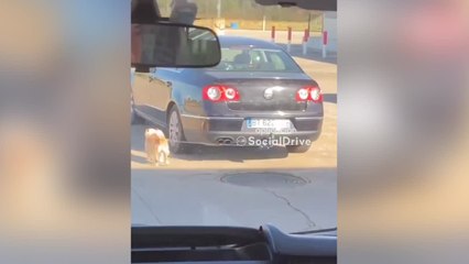 Indignación con este coche conduciendo con un perro atado