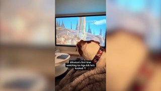 Beagle cross dog reacts to his favourite film The Lion King