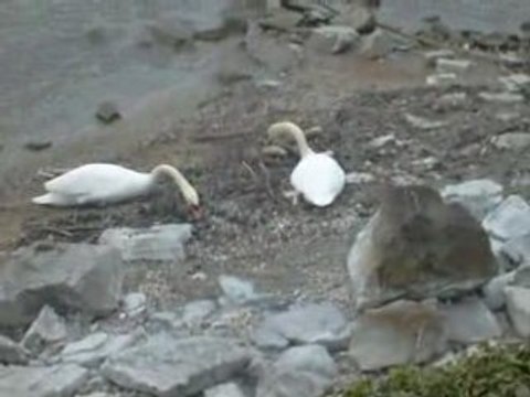 La chasse aux canards