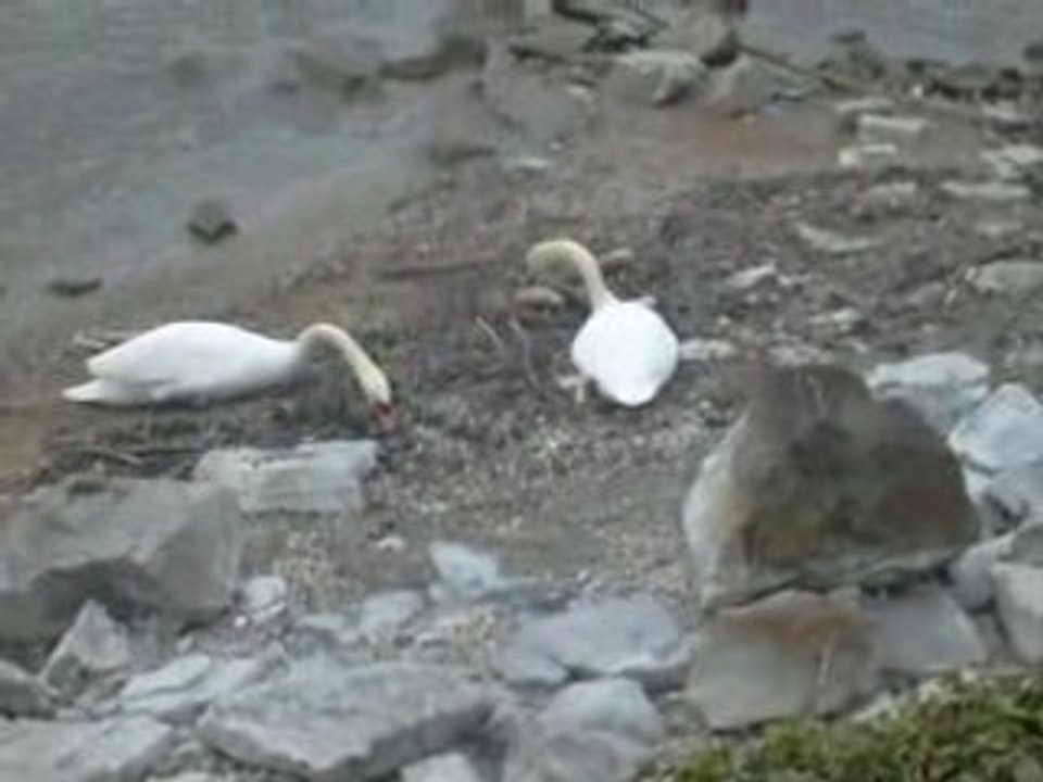 La chasse aux canards