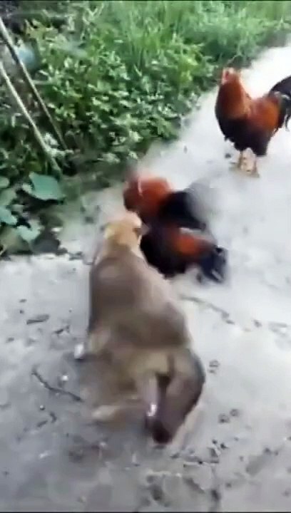 Funny Dog Videos