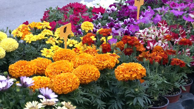 Για 4η φορά έφερε την άνοιξη η ανθοκομική έκθεση Σπερχειάδας – Να προστατεύσουμε το περιβάλλον το μήνυμα της διοργάνωσης