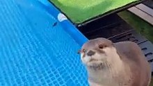 Cute Animal