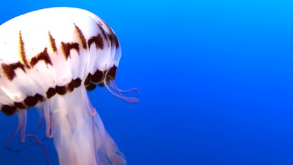 The purple-striped jellyfish (Chrysaora colorata) can sting you