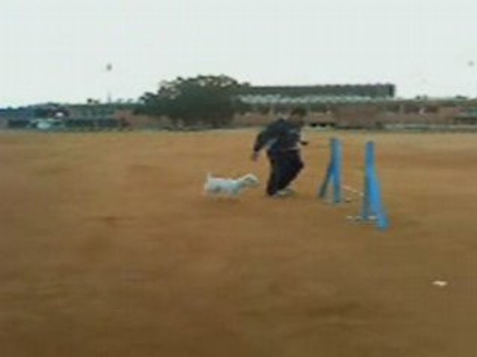 Buddy Agility Circuito