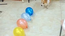 Dog funny