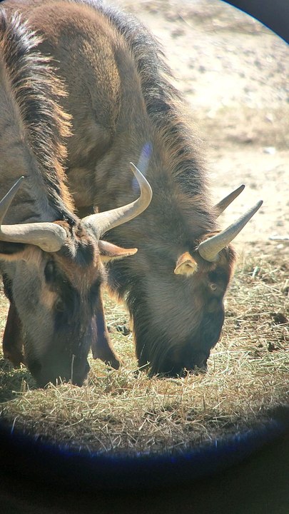 réserver Africaine de Sigean