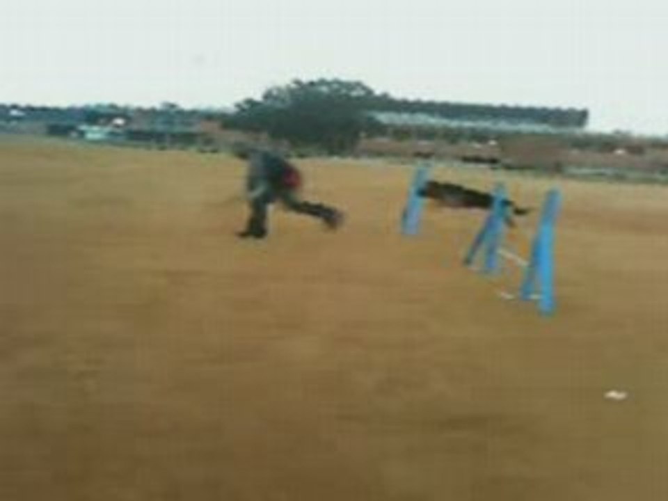 Kaiso Agility Circuito