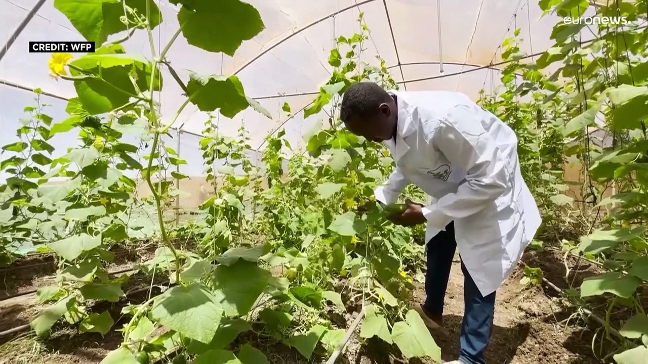 الدفيئات الزراعية تحسن الأمن الغذائي في العاصمة الصومالية.. لكن ينبغي الحذر