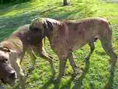 CIMG5542 Nos dogues allemands