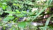 Conoce el frondoso bosque del Parque Nacional de Uruapan | Conexión Milenio