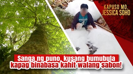 Sanga ng puno sa Aklan, kusang diumano bumubula kapag nababasa?! | Kapuso Mo, Jessica Soho