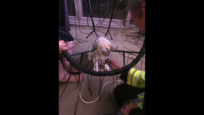 Husky puppy rescued from a chair by NSW Fire and Rescue in Queanbeyan.