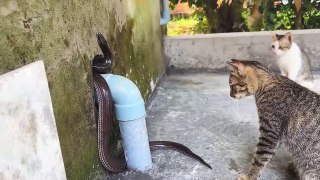 cats are chasing a big snake out of their house