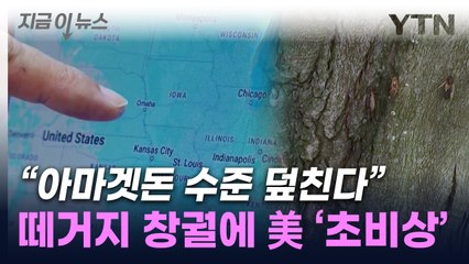 수백조 마리 출현예고...221년 만에 비상 걸린 美 [지금이뉴스] / YTN