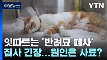 잇따르는 '반려묘 폐사'에 집사들 긴장... 원인은 사료? [앵커리포트] / YTN