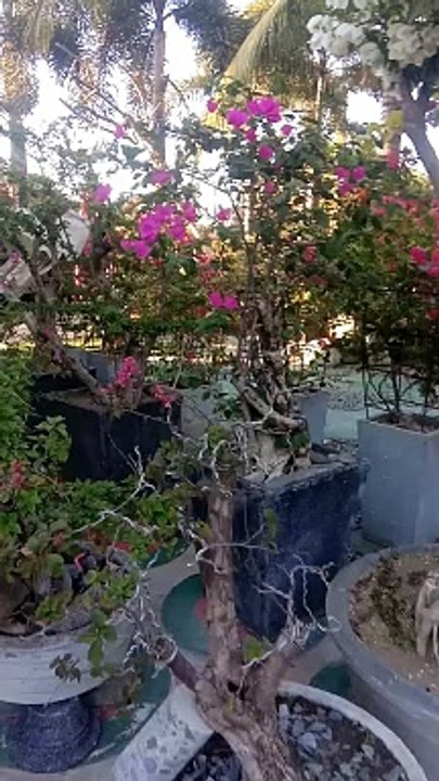 bougainvillea 2