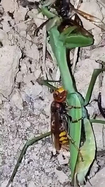 Hornet eating and cutting praying mantis into two - video Dailymotion