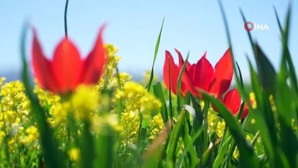 Muş’ta “lale devri” başladı