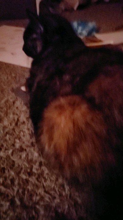 cat