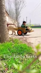 गोलू ने चुराया चिकन  ~ mini wood toy-wood working art skill wood _ hand crafts _ #shorts