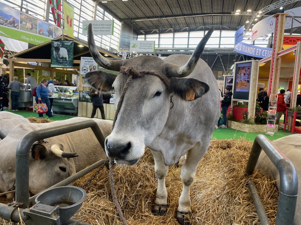 1ère fête des Gascons des Pyrénées