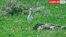 Eski günlerine kavuşan Karasu Çayı bir çok yaban kuşuna ev sahipliği yapıyor