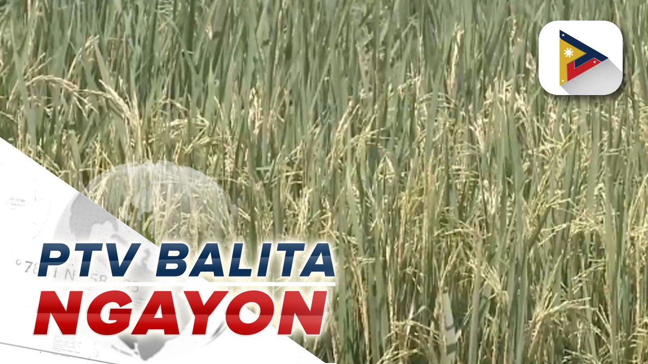 NFA, nagsimula nang bumili ng palay ng mga magsasaka sa mas mataas na halaga