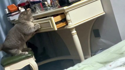 Looking for its fur ball, who would believe this is a cat#cat #cute