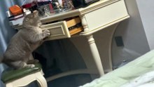 Looking for its fur ball, who would believe this is a cat#cat #cute