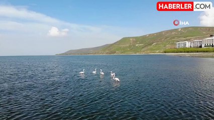 Tatvan'da flamingolar görsel şölen oluşturdu