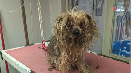 Tras 10 años encerrado en la oscuridad y golpeado, este perrito ha podido salir de su calvario