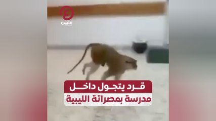 قرد يتجول داخل مدرسة بمصراته الليبية