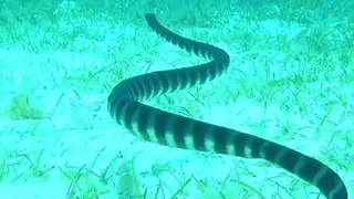 Un serpent terrestre qui nage plus vite qu’un serpent aquatique, c’est possible ?