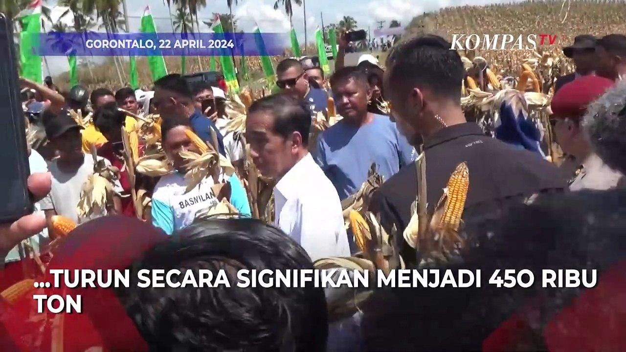 Presiden Jokowi Panen Jagung di Gorontalo: Impor Nasional Sudah Turun Signifikan