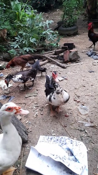 Duck