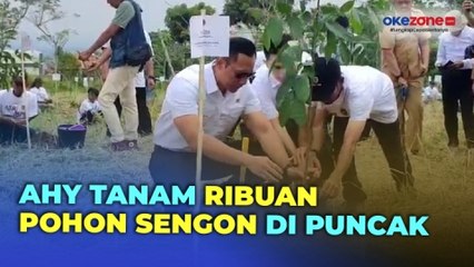 Peringati Hari Bumi, AHY Tanam Ribuan Pohon Sengon di Kawasan Puncak