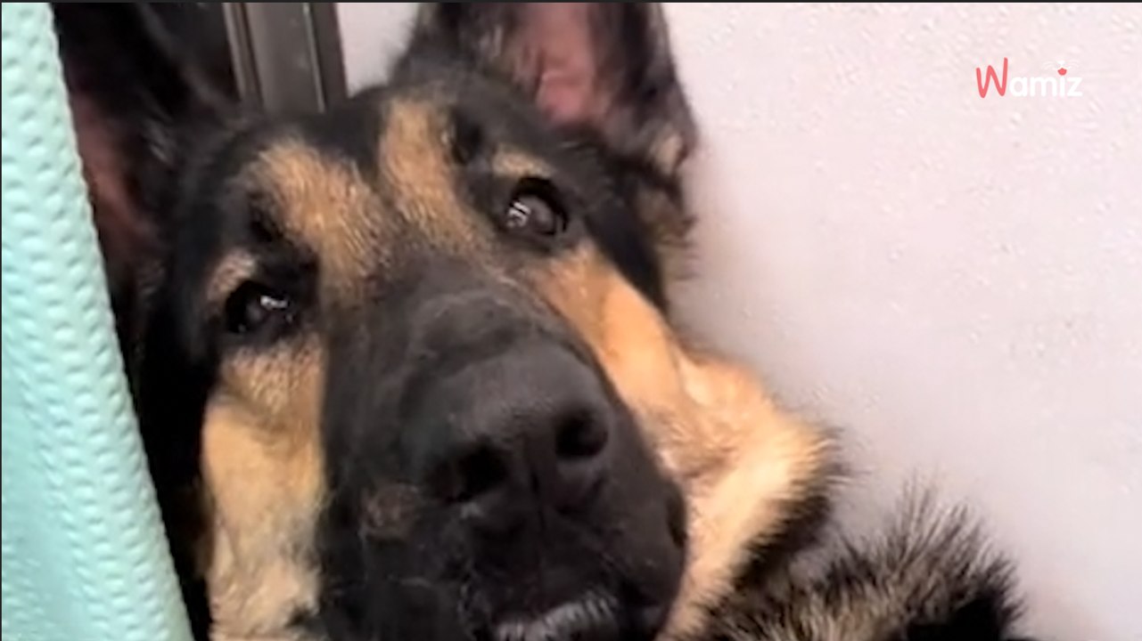 Un Berger Allemand va chez le toiletteur : pour éviter le bain, il décide d’employer les grands moyens