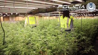 Descubren una plantación de marihuana con 769 plantas en un edificio de oficinas en Madrid 