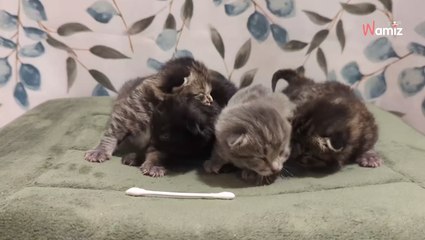 4 chatons sont abandonnés dans un pot de fleurs : ils suivent leur instinct pour réunir le maillon manquant (vidéo)