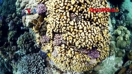 Perubahan Iklim Terus Mengikis Terumbu Karang Florida