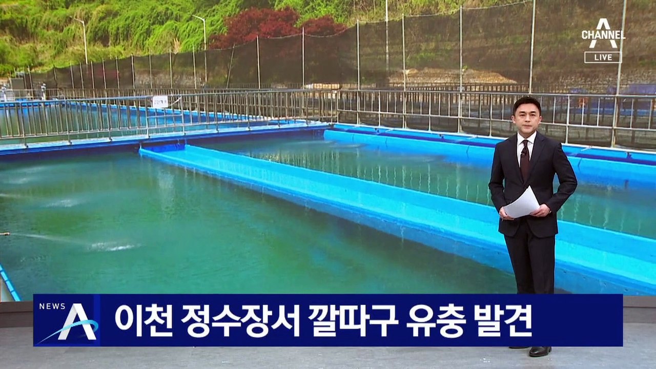 이천 정수장서 깔따구 유충 발견