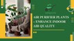 Air Purifier Plants - Enhance Indoor Air Quality