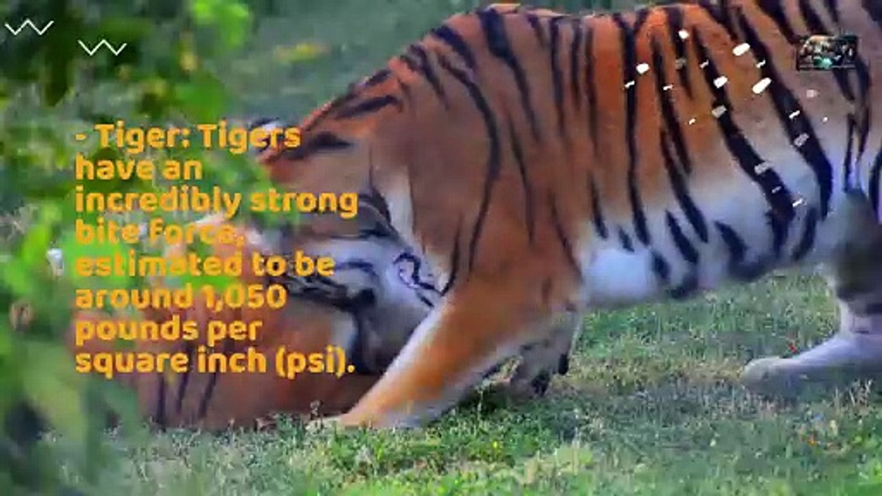 Lion vs Tiger