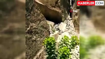 Ölümcül zehre sahip engerek yılanları sürü halinde görüntülendi