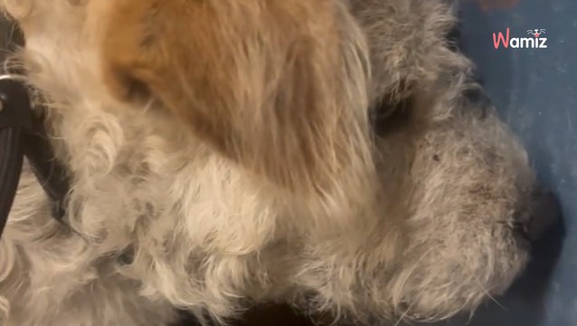 Le chien errant refuse de dormir pendant 3 jours pour une raison qui brise le cœur des sauveteurs (vidéo)