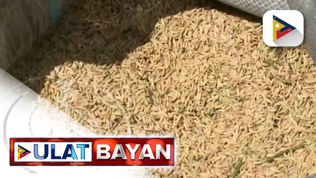 NFA, nagsimula nang bumili ng palay sa mga magsasaka sa mas mataas na halaga