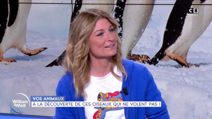 Vos animaux : à la découverte de ces oiseaux qui ne volent pas !