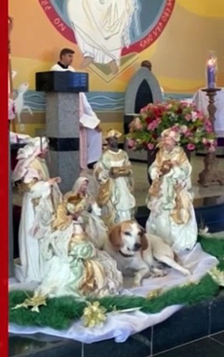 CÃOroinha? Cachorro adotado por padre encanta fiéis ao participar de missa